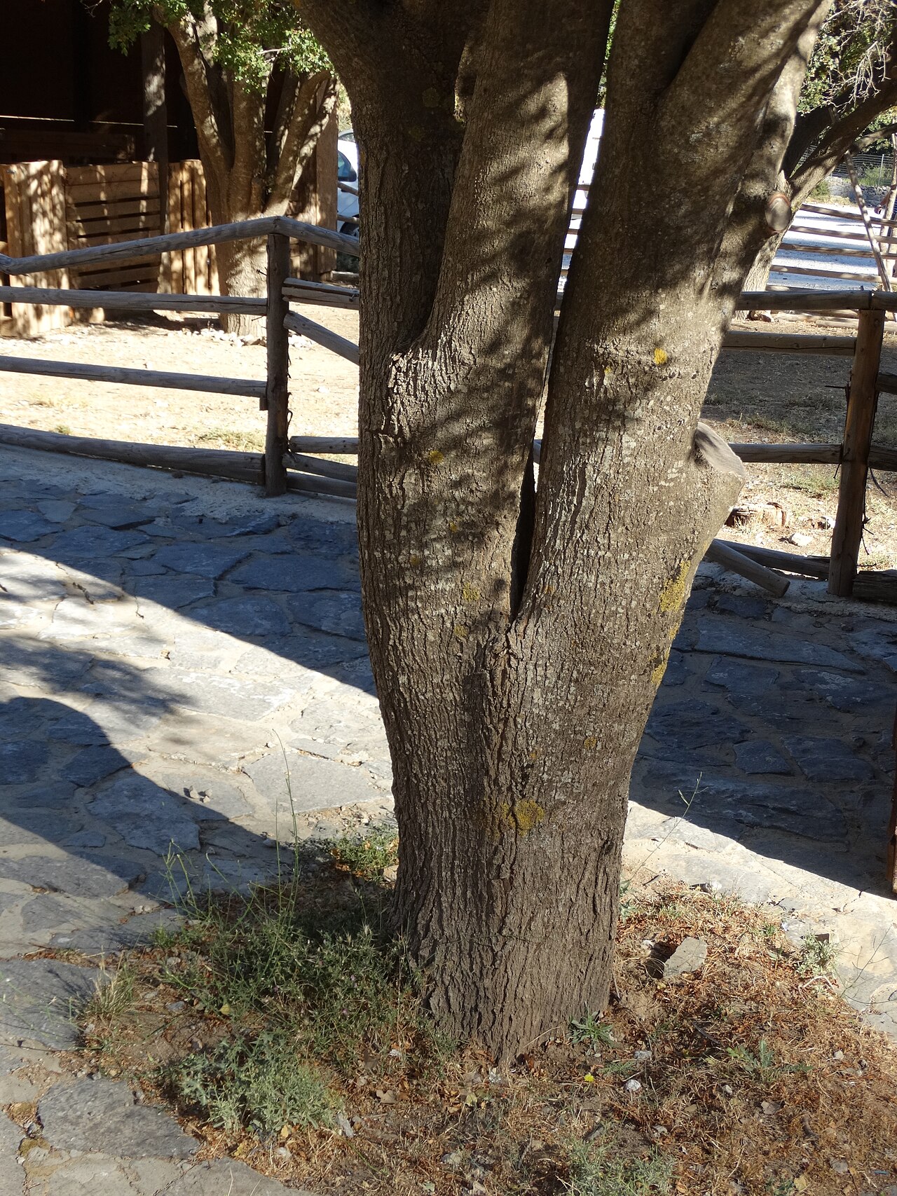 Cretan maple: Acer sempervirens - pień