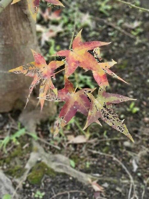 Acer serrulatum: A.oliverianum Pax subsp. formosanum (Koidz.) E.Murr. Endemic to Taiwan and China. The Chinese name "Qingfeng" come from the skin of the new branches is green. P