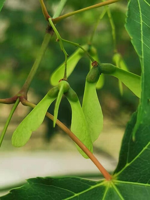 Acer serrulatum: A.oliverianum Pax subsp. formosanum (Koidz.) E.Murr. Endemic to Taiwan. The Chinese name "Qingfeng" come from the skin of the new branches is green. Photo taken