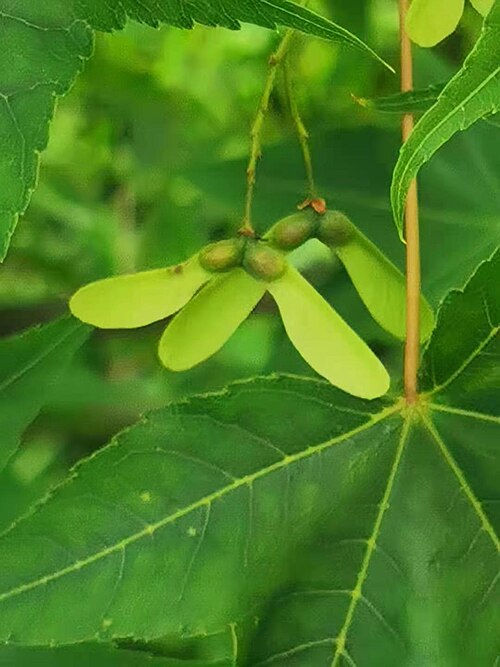 Acer serrulatum: A.oliverianum Pax subsp. formosanum (Koidz.) E.Murr. Endemic to Taiwan. The Chinese name "Qingfeng" come from the skin of the new branches is green. Photo taken