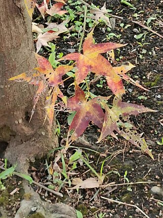 Acer serrulatum: A.oliverianum Pax subsp. formosanum (Koidz.) E.Murr. Endemic to Taiwan. The Chinese name "Qingfeng" come from the skin of the new branches is green. Photo taken