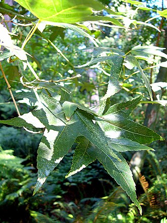 Acer serrulatum: Plant Acer serrulatum , originally from Taiwan.