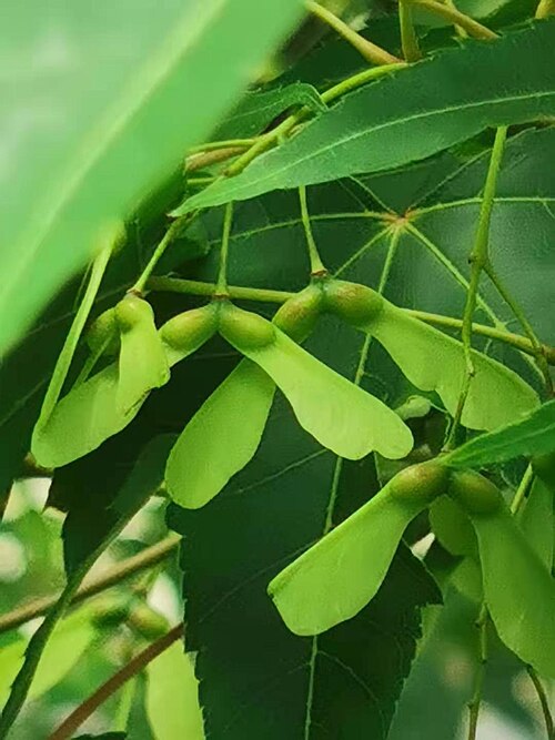 Acer serrulatum: A.oliverianum Pax subsp. formosanum (Koidz.) E.Murr. Endemic to Taiwan. The Chinese name "Qingfeng" come from the skin of the new branches is green. Photo taken