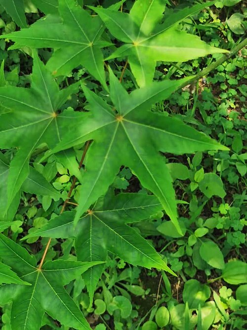 Acer serrulatum: A.oliverianum Pax subsp. formosanum (Koidz.) E.Murr. Leaves palmate 6-lobed and 7-lobed, less common (palmate 5-lobed most common). Endemic to Taiwan. The Chine