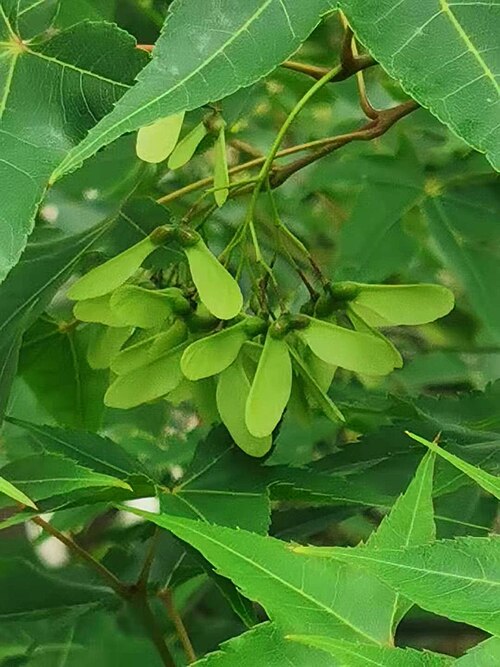 Acer serrulatum: A.oliverianum Pax subsp. formosanum (Koidz.) E.Murr. Endemic to Taiwan. The Chinese name "Qingfeng" come from the skin of the new branches is green. Photo taken