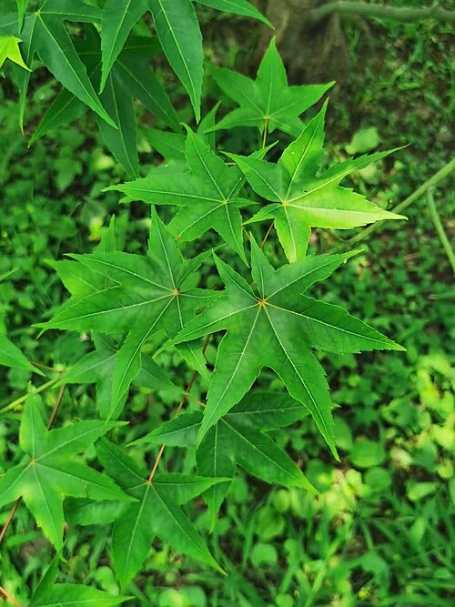 Acer serrulatum: A.oliverianum Pax subsp. formosanum (Koidz.) E.Murr. Leaves palmate 6-lobed and 7-lobed, less common (palmate 5-lobed most common). Endemic to Taiwan. The Chine