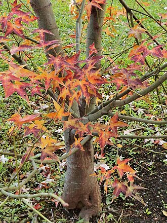 Acer serrulatum: A.oliverianum Pax subsp. formosanum (Koidz.) E.Murr. Endemic to Taiwan. The Chinese name "Qingfeng" come from the skin of the new branches is green. Photo taken