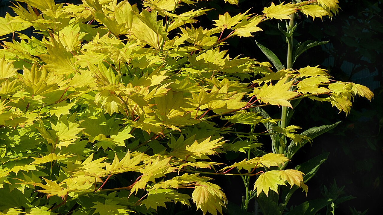 Fullmoon maple: Acer shirasawanum 'Aureum', in a garden in Belgium.