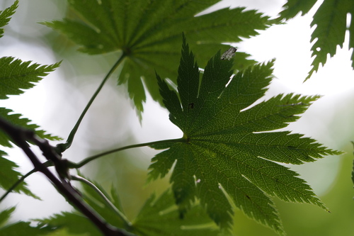 Fullmoon maple (Acer shirasawanum)