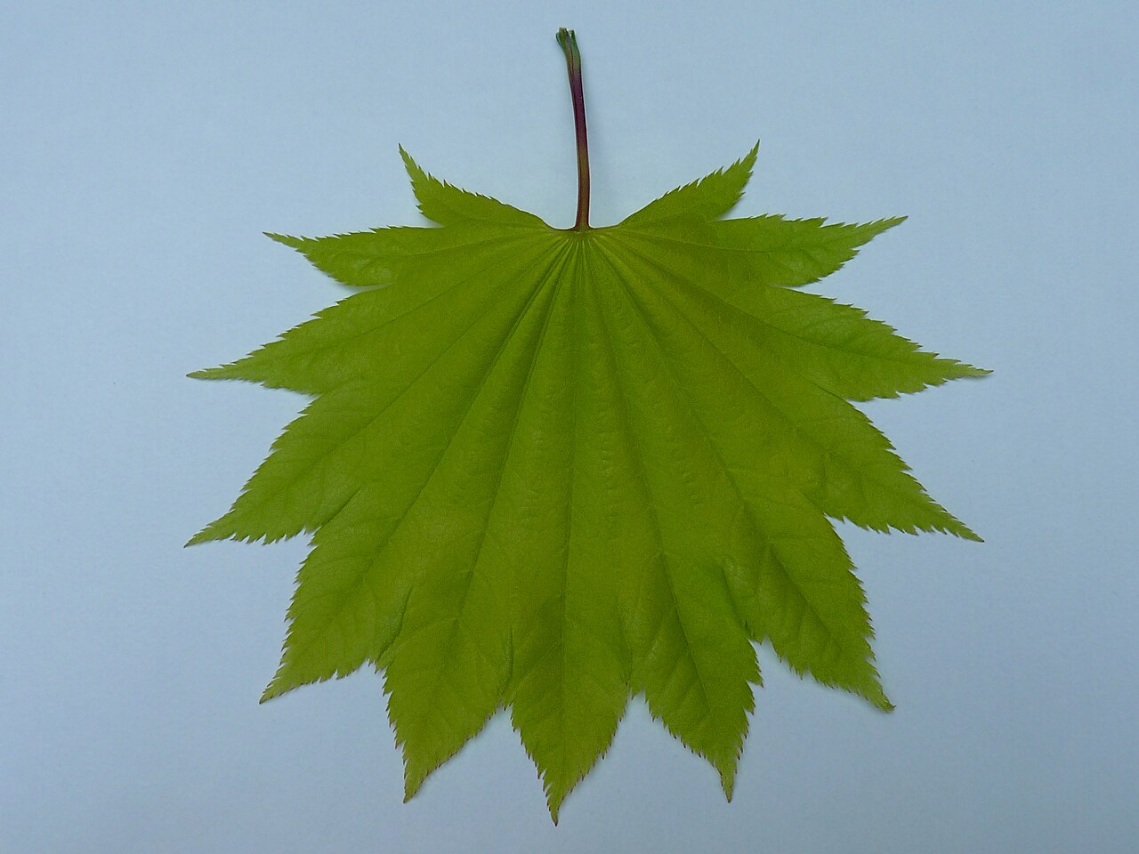 Fullmoon maple: Maple. Leaf of Acer schirasawanum 'Aureum', picture taken in Belgium.