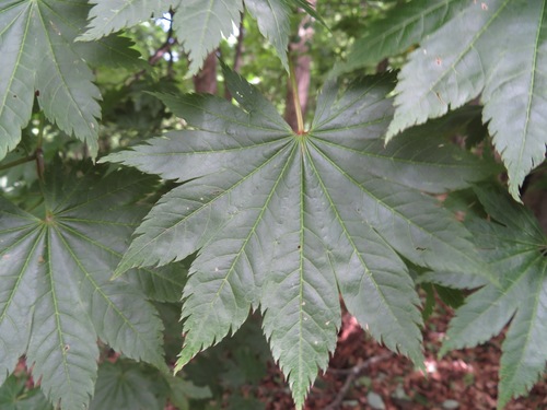Fullmoon maple (Acer shirasawanum)