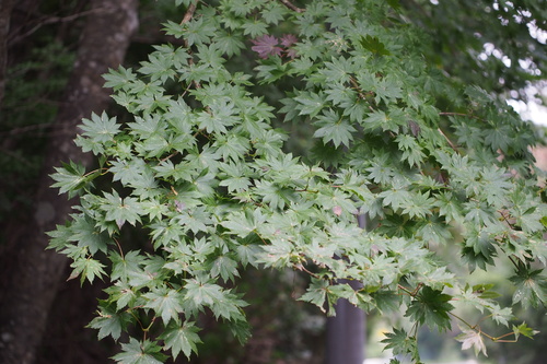 Fullmoon maple (Acer shirasawanum)