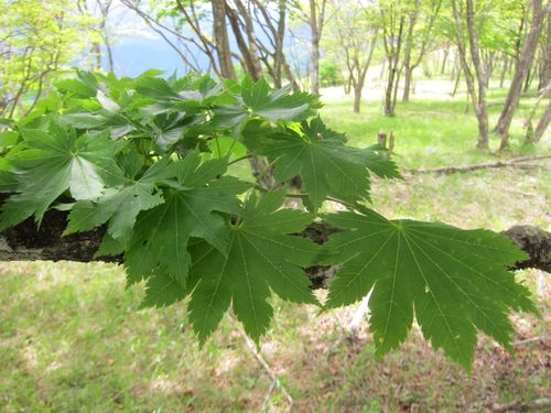 Fullmoon maple (Acer shirasawanum)