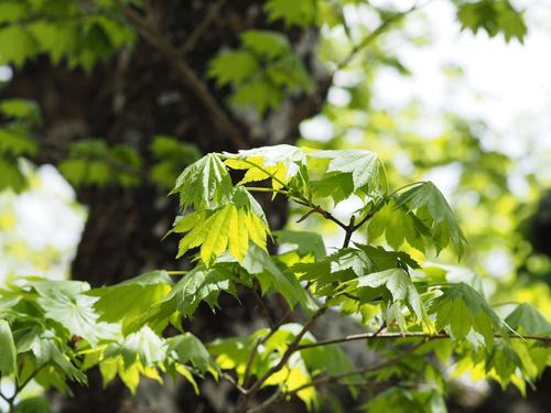 Fullmoon maple (Acer shirasawanum)