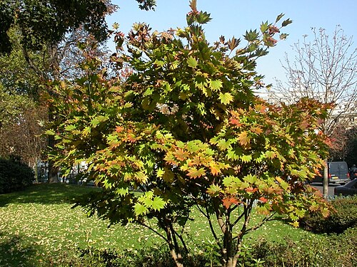 Fullmoon maple: Acer shirasawanum shape