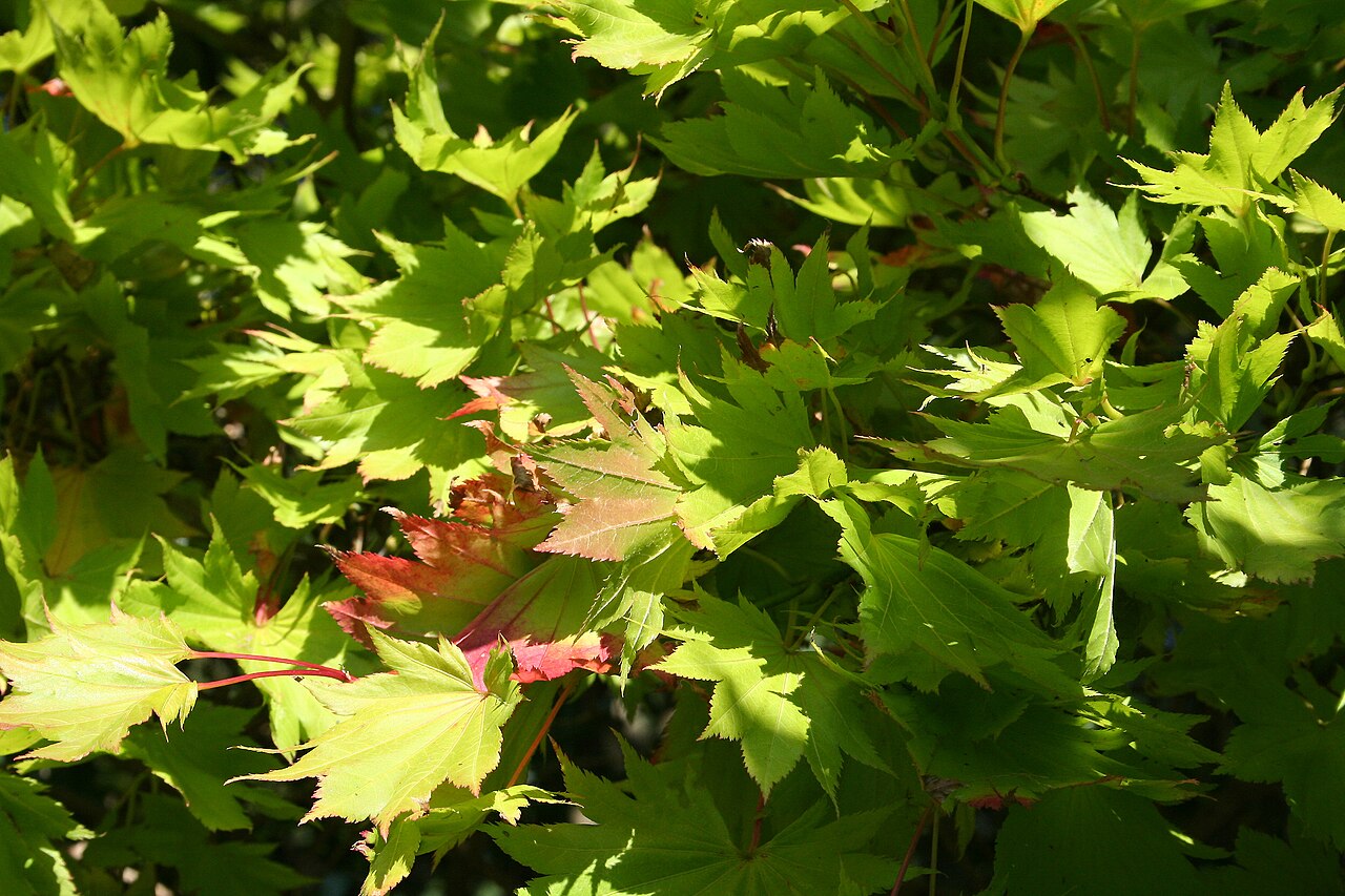 Fullmoon maple: Shirasawa's Maple or Fullmoon Maple - Acer shirasawanum 'Aureum' leaves Planting date : 1965 Particularity : the biggest specimen of Belgium Precise location :