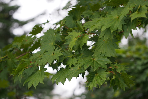 Fullmoon maple (Acer shirasawanum)