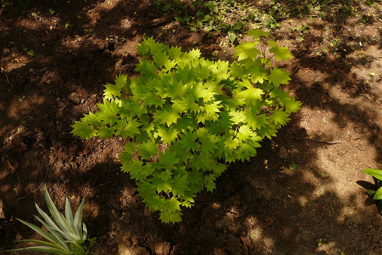 Fullmoon maple: A low decorative tree for places with afternoon shade for the temperate climate