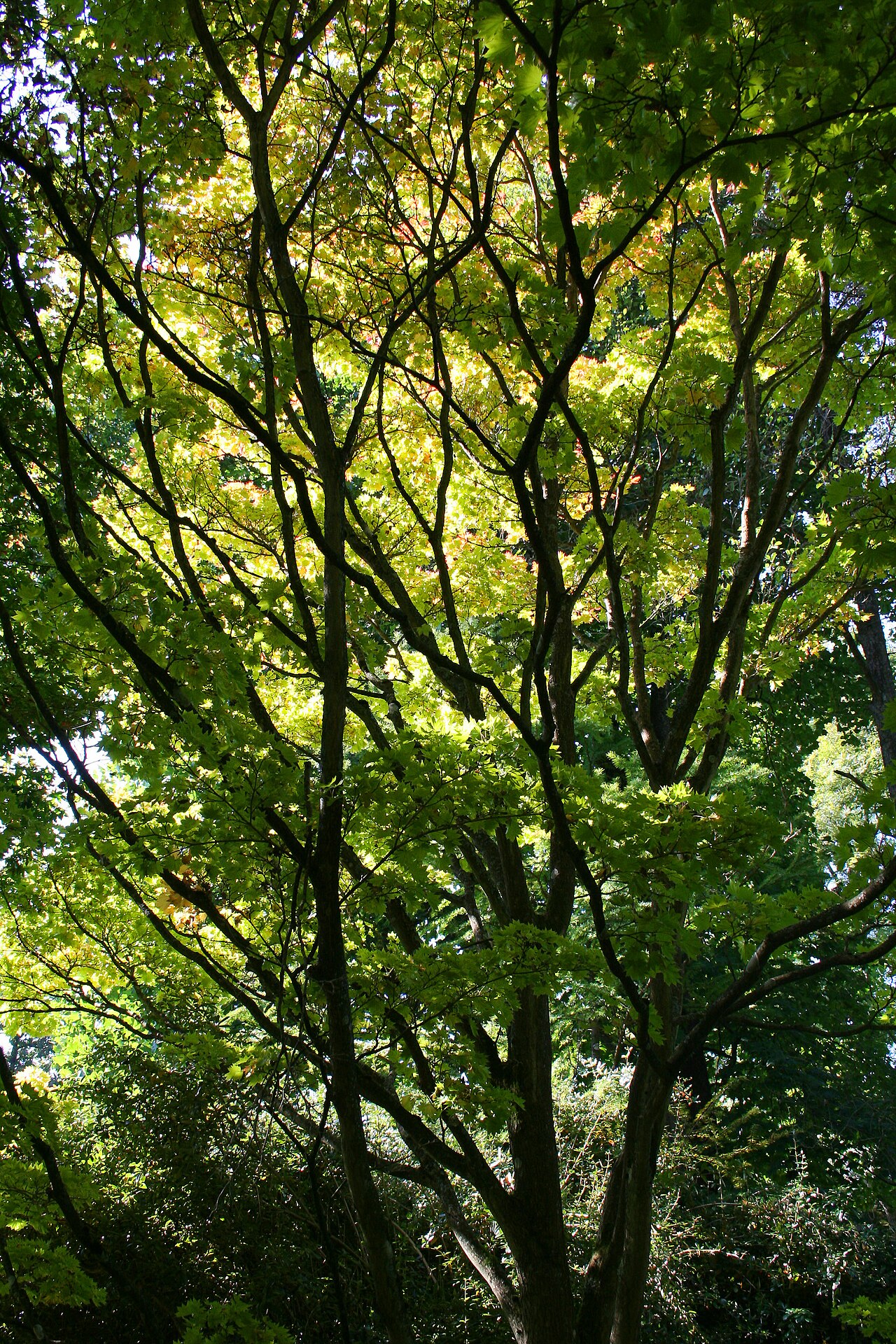 Fullmoon maple: Shirasawa's Maple or Fullmoon Maple - Acer shirasawanum 'Aureum' Planting date : 1965 Particularity : the biggest specimen of Belgium Precise location : Arboret