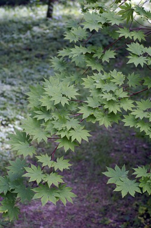 Siebold's maple: Acer sieboldianum