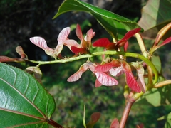 Acer sikkimense (Acer sikkimense)