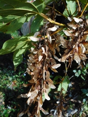 Acer sikkimense (Acer sikkimense)