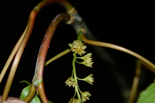 Acer sikkimense (Acer sikkimense)