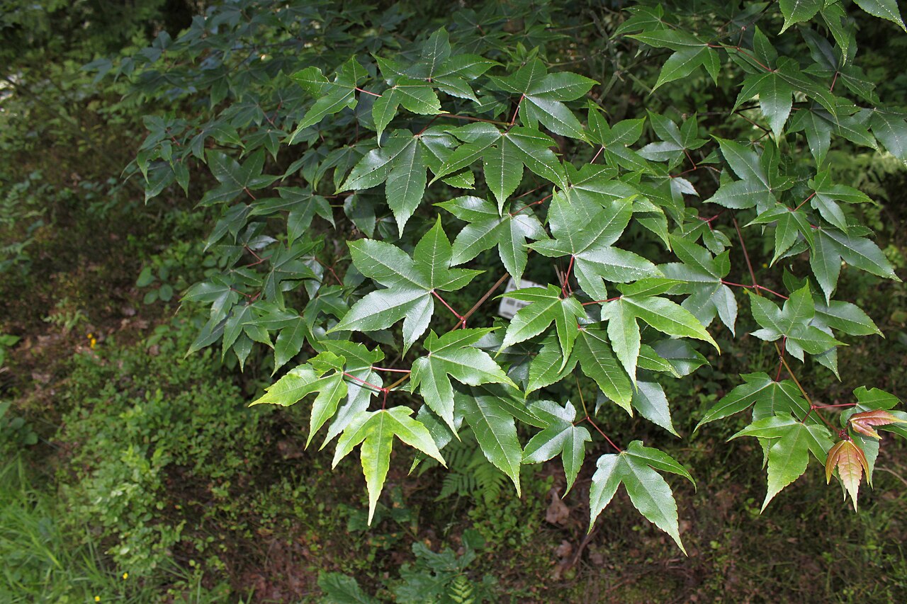 Acer sinense: Acer sinense in Rogów Arboretum , Poland