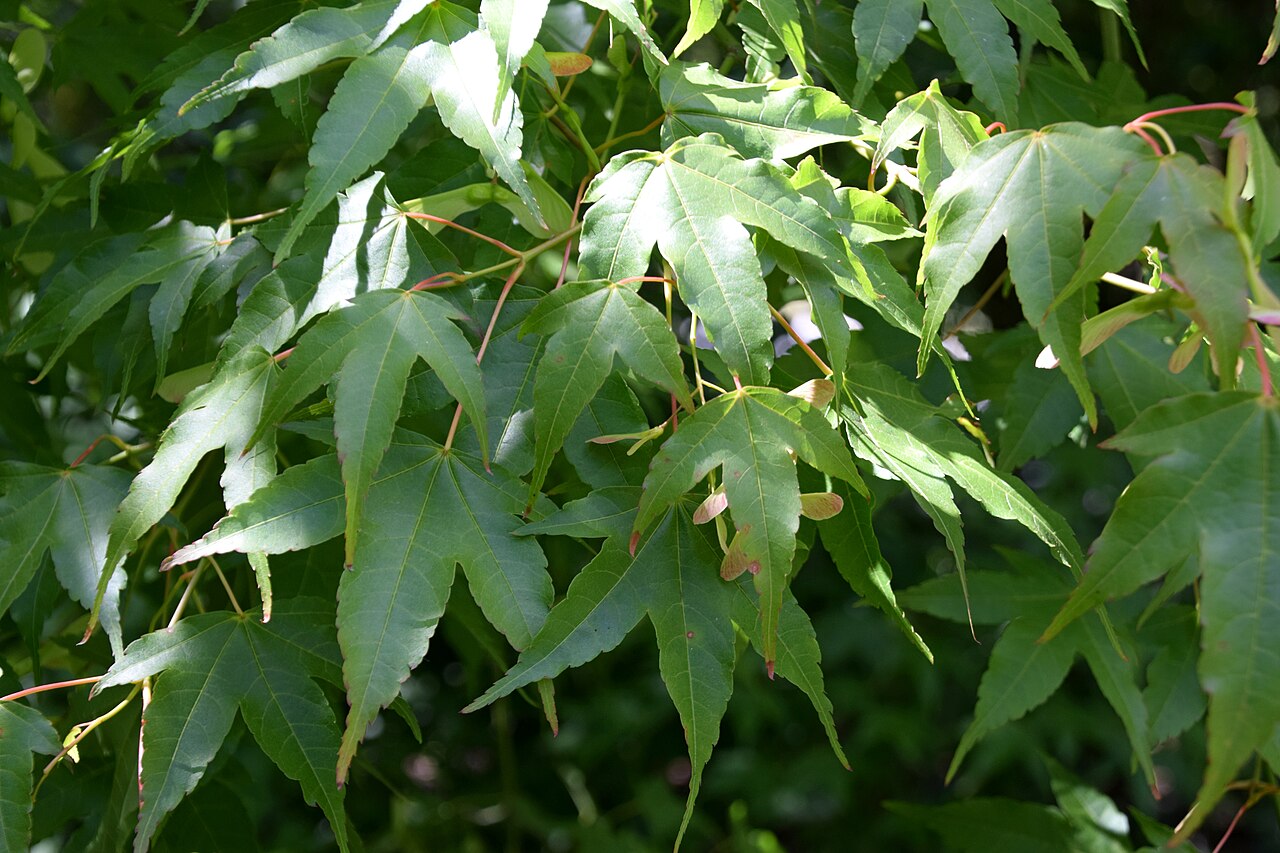 Acer sinense: Acer sinense in Christchurch Botanic Gardens in Christchurch, Canterbury Region, New Zealand