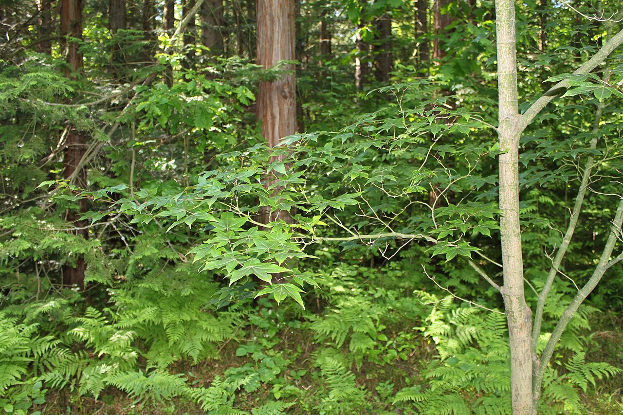Acer sinense: Acer sinense in Rogów Arboretum , Poland