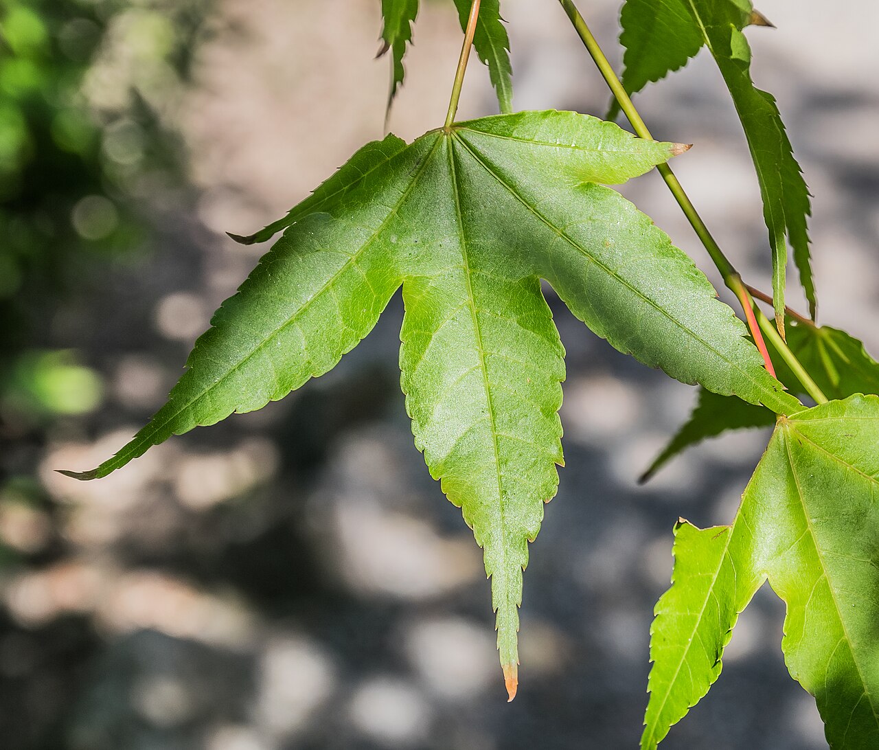 Acer sinense: Leaf of Acer sinense in Christchurch Botanic Gardens in Christchurch, Canterbury Region, New Zealand