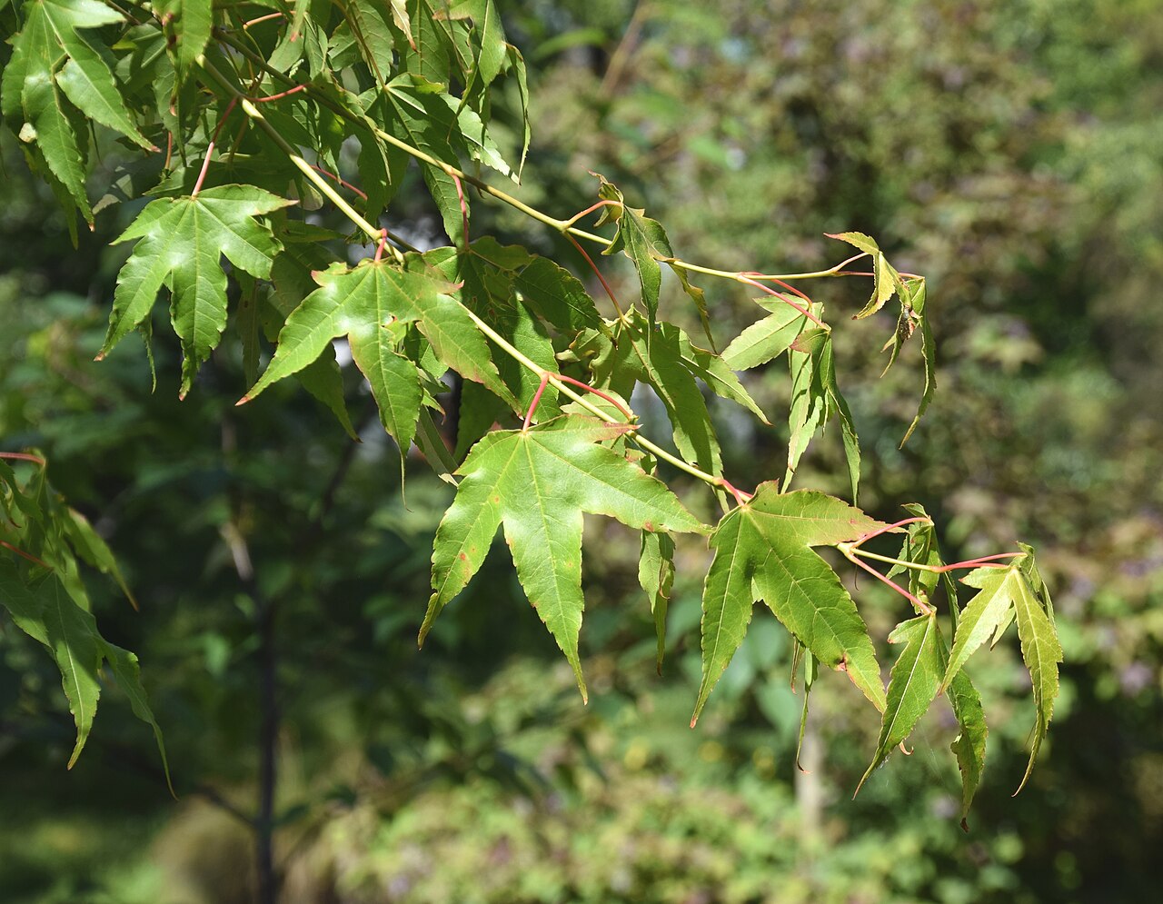 Acer sinense: Acer sinense in Christchurch Botanic Gardens in Christchurch, Canterbury Region, New Zealand