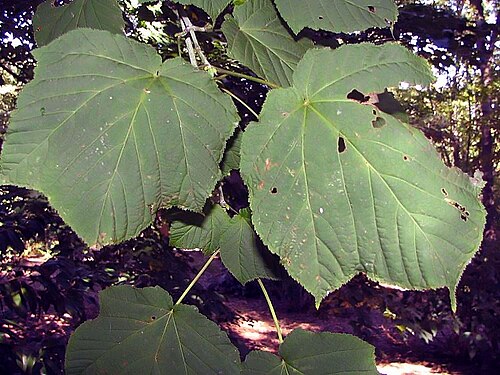 Manchurian striped maple: Location taken: The United States National Arboretum, Washington DC. Names: Acer tegmentosum Maxim., Amurinvaahtera, Klon zielonokory, Koreanischer Schlangenhau