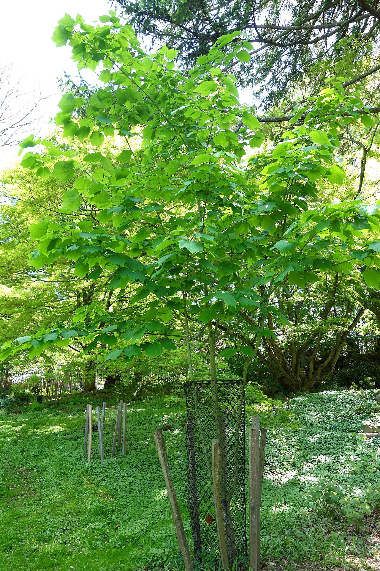 Manchurian striped maple: Botanical specimen in the Morris Arboretum, 100 East Northwestern Avenue, Chestnut Hill, Philadelphia, Pennsylvania, USA.