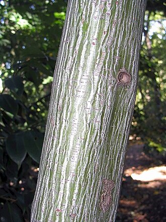 Manchurian striped maple: Location taken: The United States National Arboretum, Washington DC. Names: Acer tegmentosum Maxim., Amurinvaahtera, Klon zielonokory, Koreanischer Schlangenhau