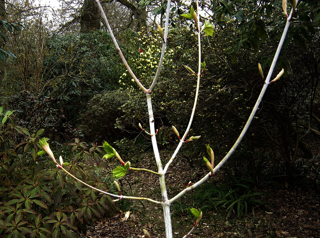 Manchurian striped maple: Fresh new leaves and red bracts on white stems.
