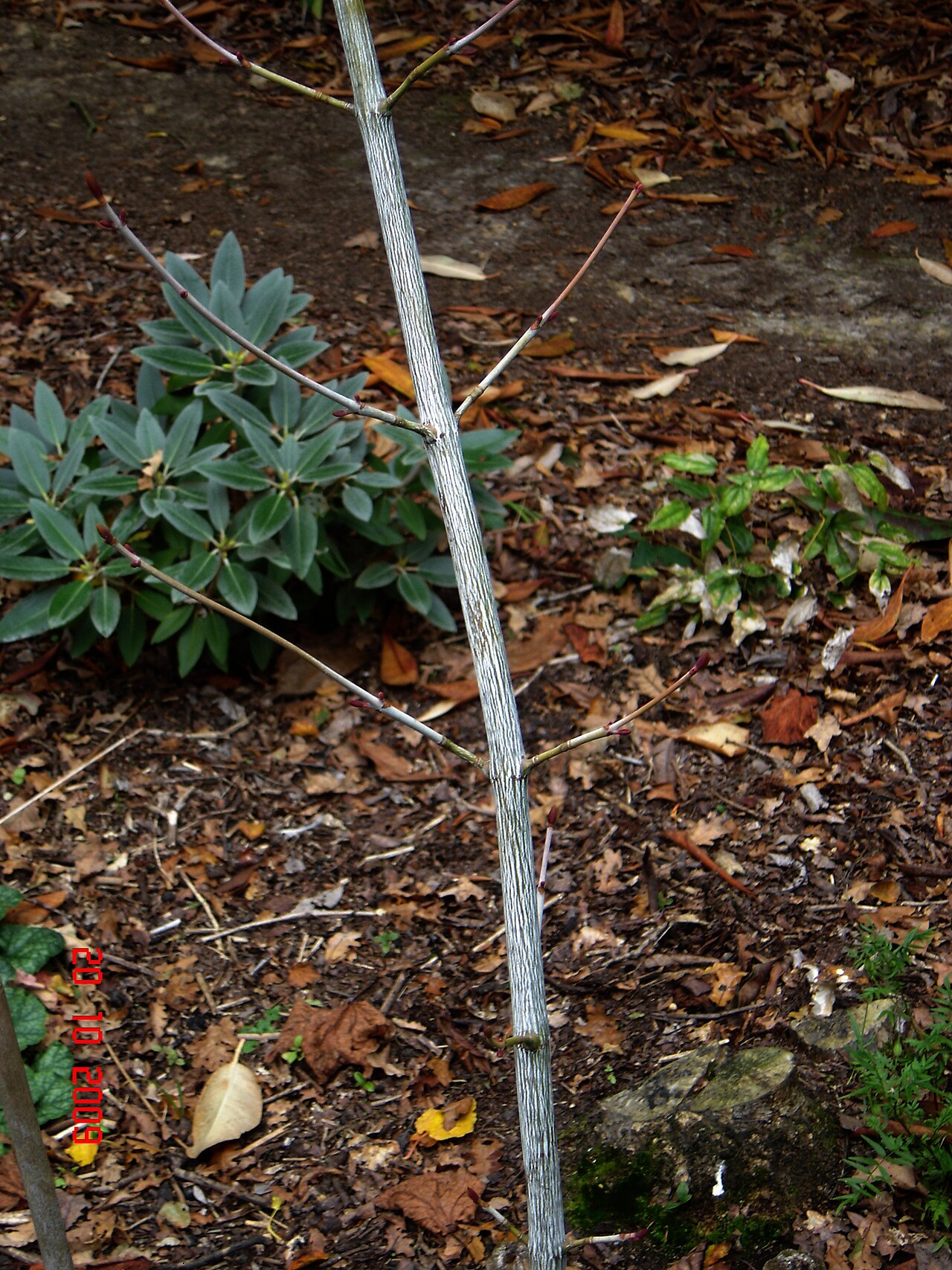 Manchurian striped maple: Another picture of this lovely snake-bark maple from China. It's still little more than a stick but already showing the intense white streaked stems of this spe