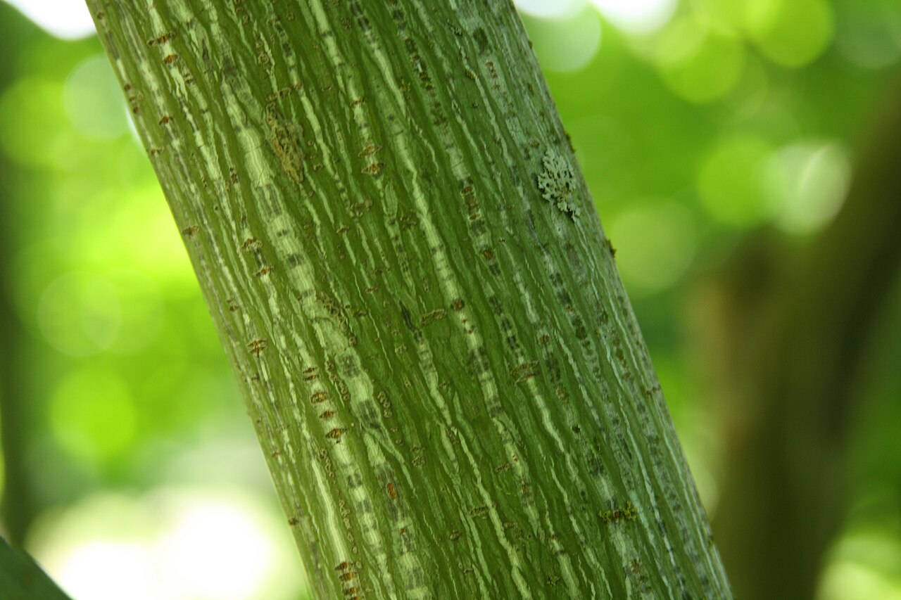 Manchurian striped maple: The bark of Acer_tegmentosum, Botanical garden of Tallinn, Estonia