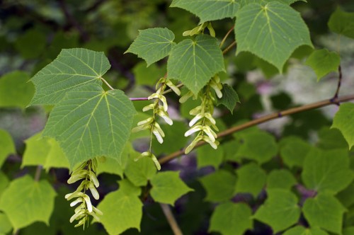 Manchurian striped maple: Acer tegmentosum