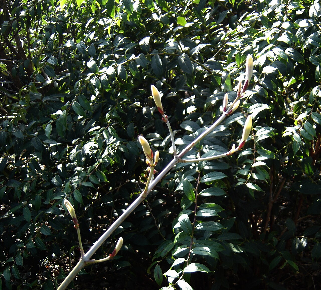 Manchurian striped maple: Another less than ideal photo, but I wanted to show the intriguing new shoots of this rather nice snakebark maple. I looked up tegmen (as in tegmentosum), a wor