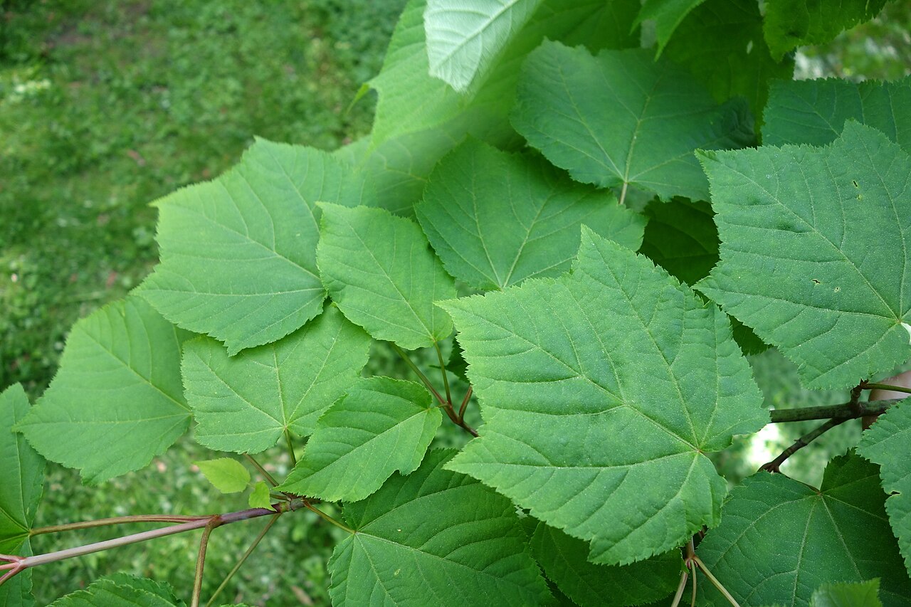 Manchurian striped maple: Botanical specimen in the Morris Arboretum, 100 East Northwestern Avenue, Chestnut Hill, Philadelphia, Pennsylvania, USA.