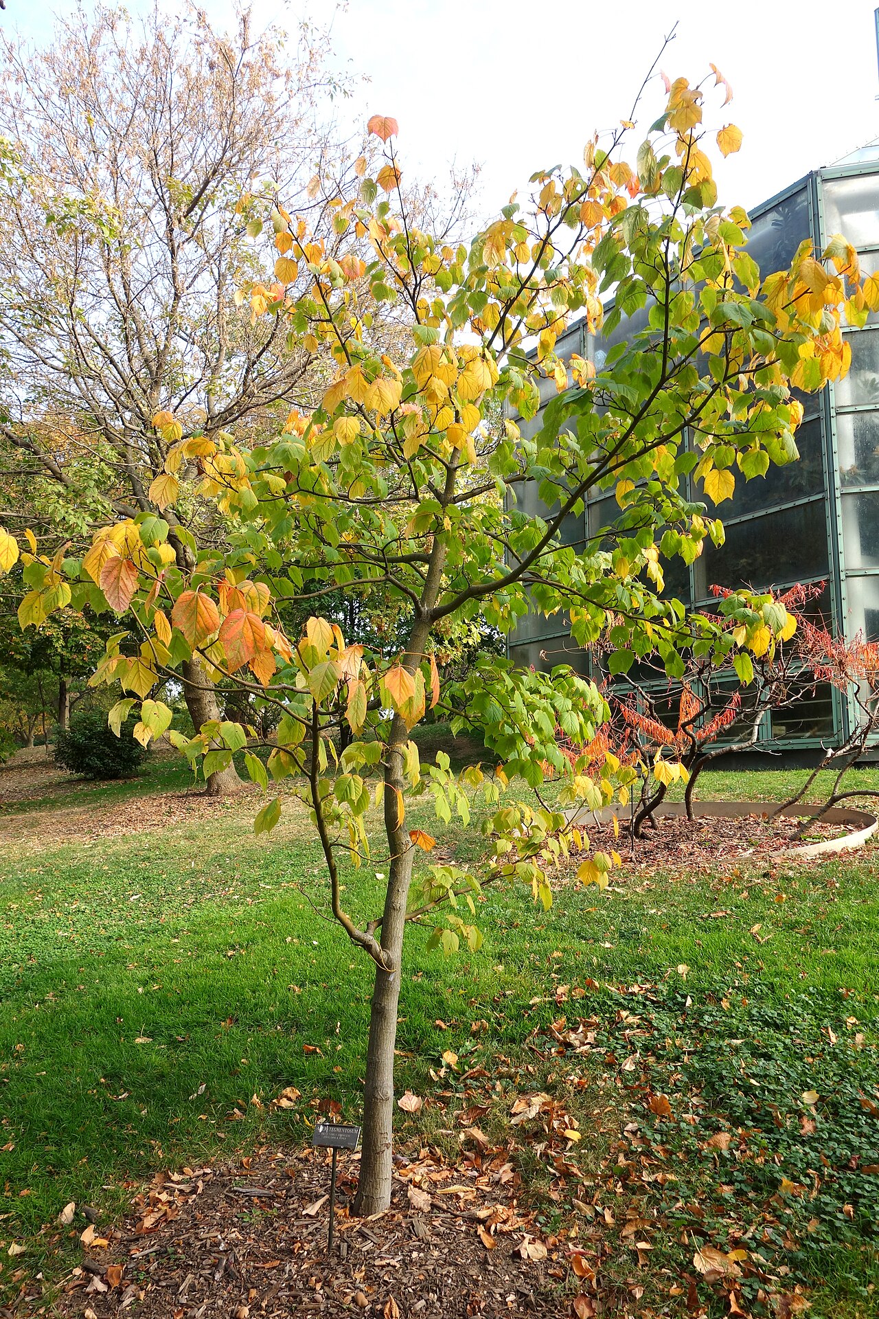 Manchurian striped maple: Botanical specimen in the Brooklyn Botanic Garden, Brooklyn, New York, USA.