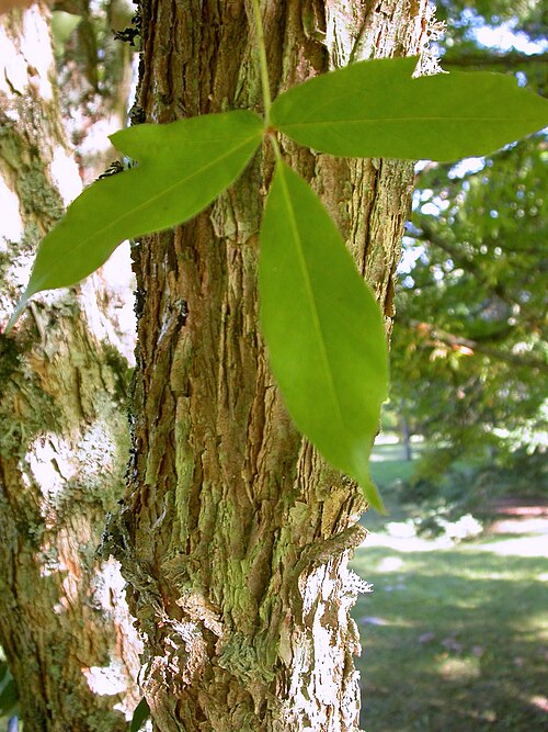 Chosen maple: Acer triflorum bark