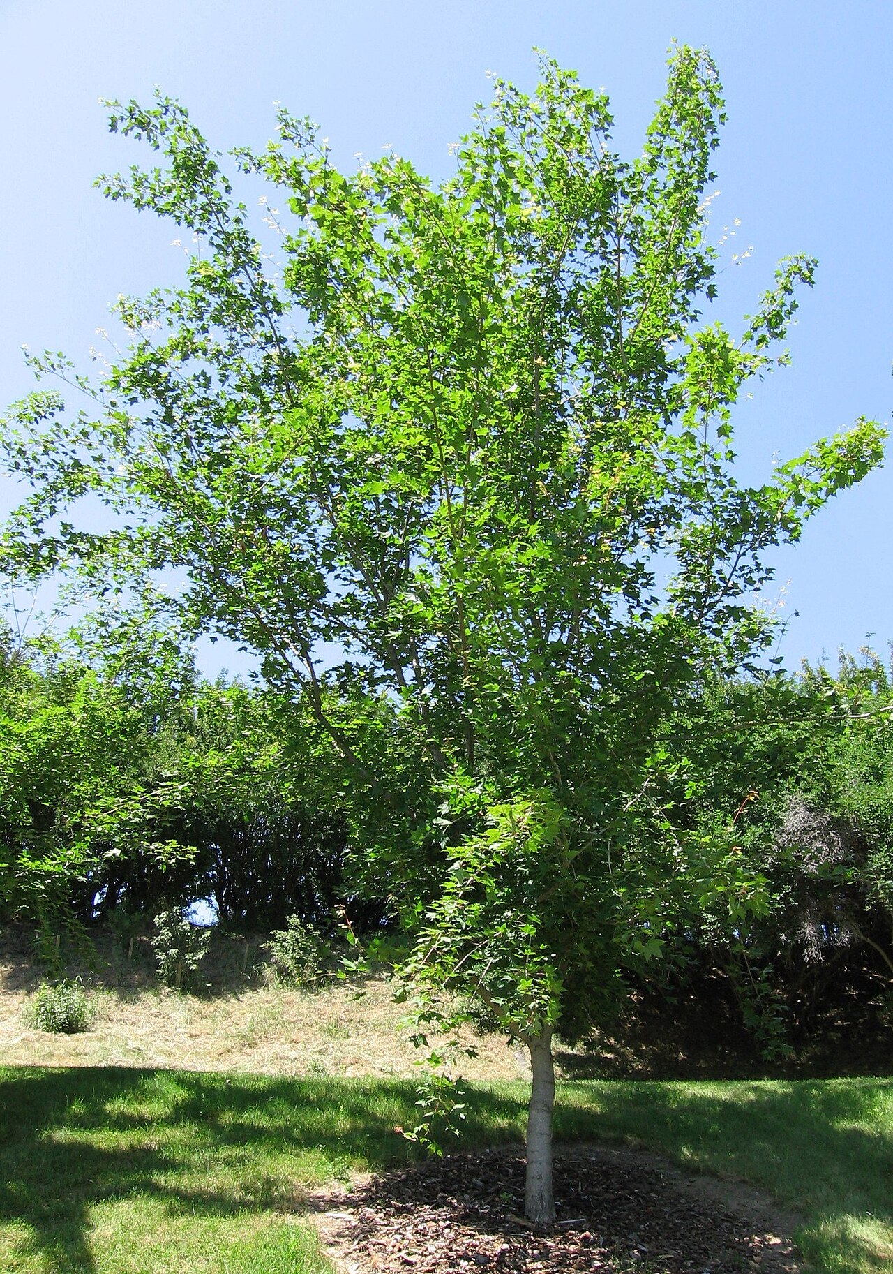 Shandong maple: Acer Truncatum (Shantung Maple), photographed at the University of Idaho Arboreturm and Botanical Garden