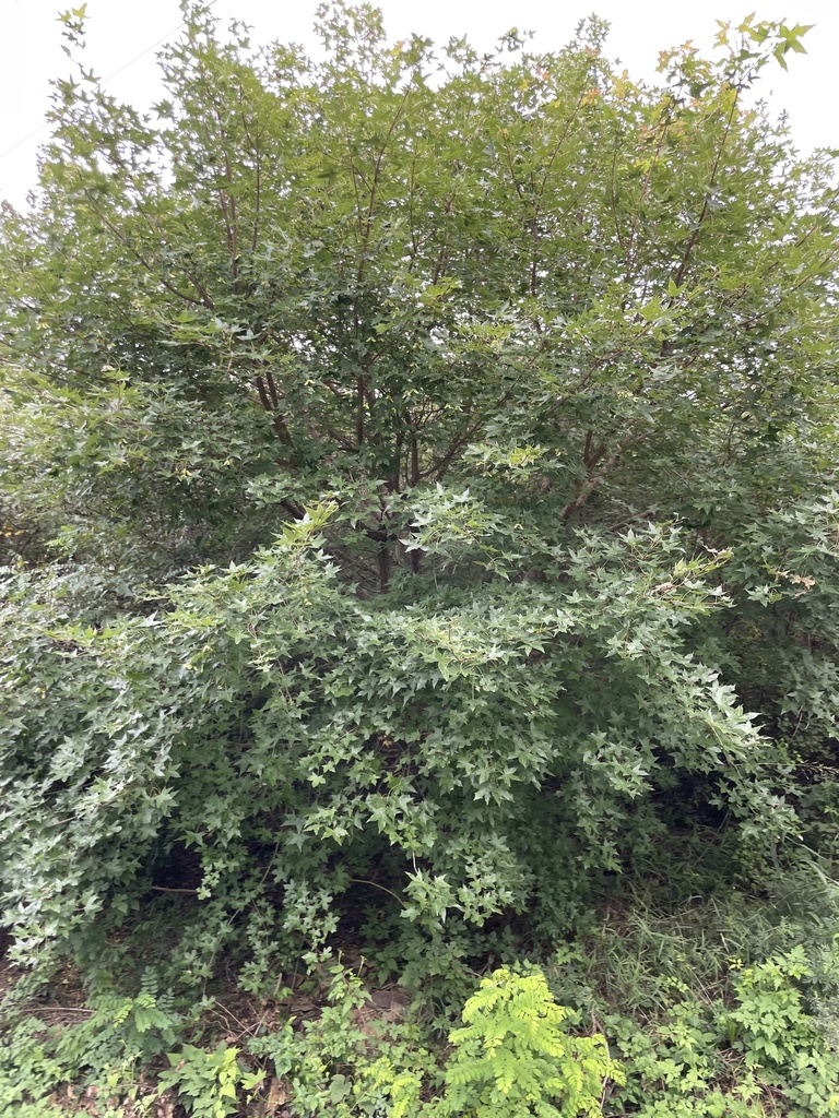 Shandong maple (Acer truncatum)