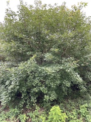 Shandong maple (Acer truncatum)