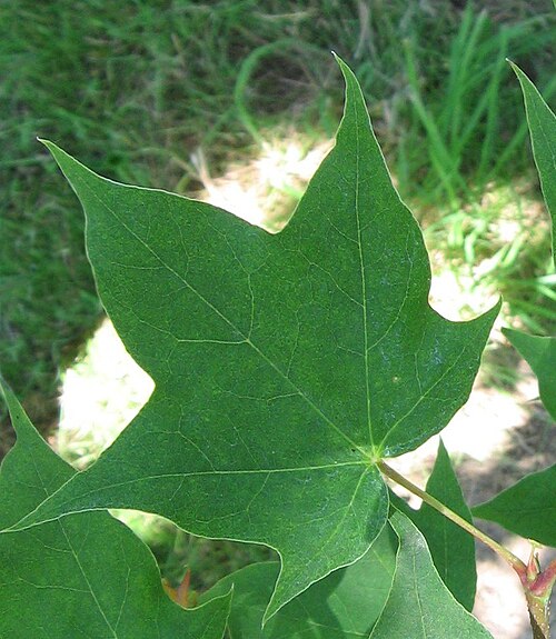 Shandong maple: Close-up of an Acer Truncatum (Shantung Maple) leaf, photographed at the University of Idaho Arboretum and Botanical Garden