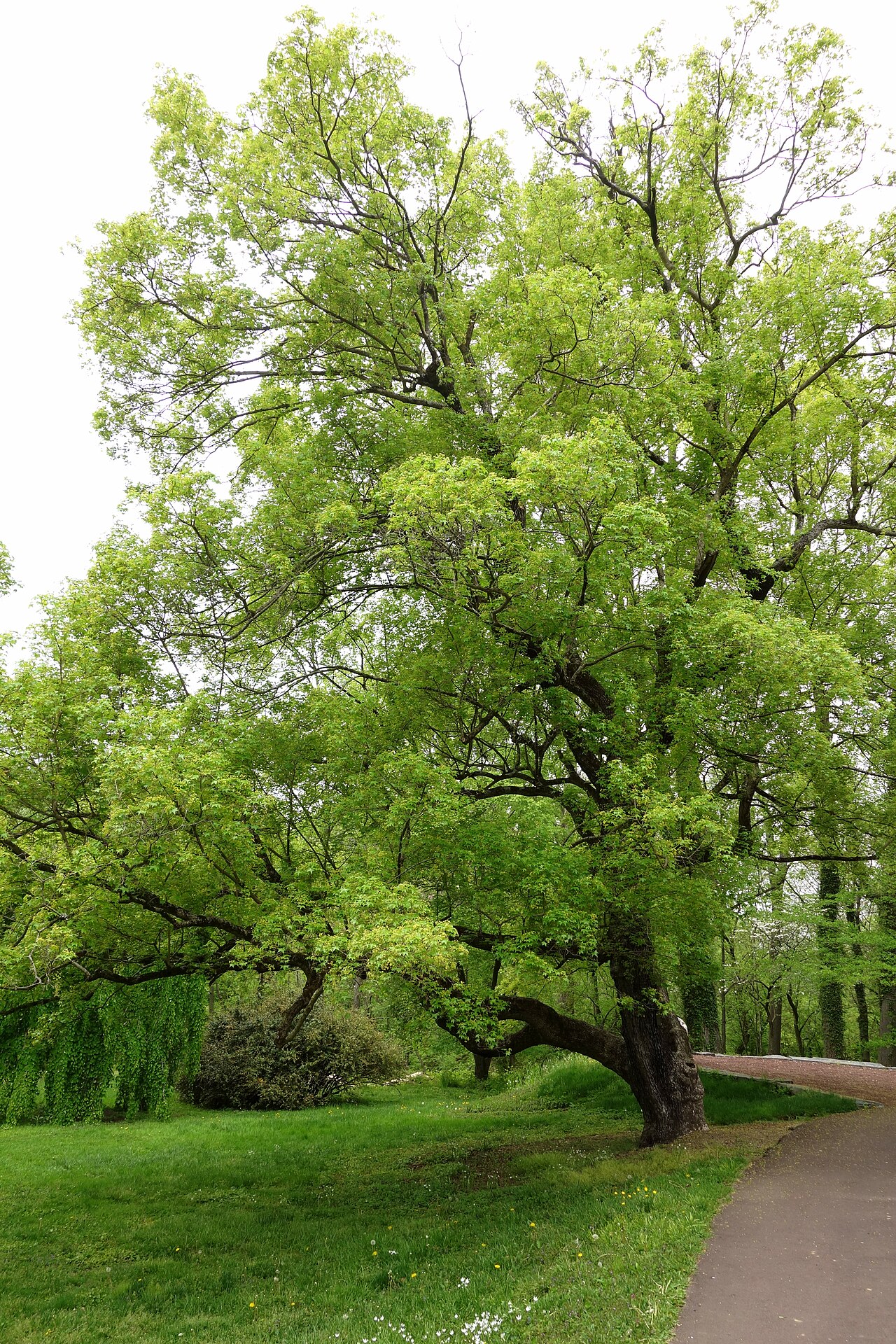 Shandong maple: Botanical specimen in the Morris Arboretum, 100 East Northwestern Avenue, Chestnut Hill, Philadelphia, Pennsylvania, USA.