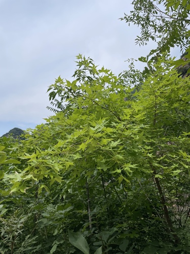 Shandong maple (Acer truncatum)