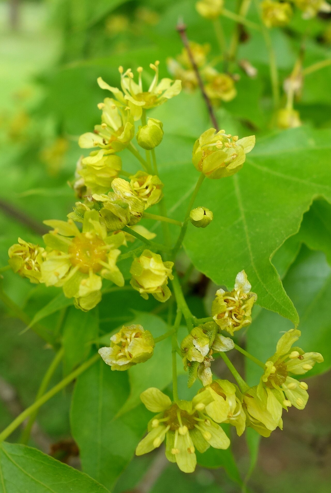Shandong maple: Botanical specimen in the Morris Arboretum, 100 East Northwestern Avenue, Chestnut Hill, Philadelphia, Pennsylvania, USA.
